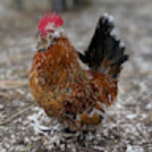 Meet your Posher, Caleb